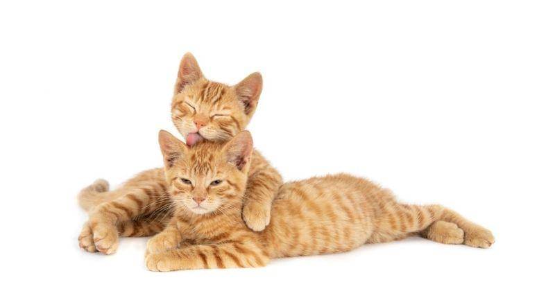 Freepik.com/wirestock